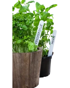 Adano växtetikett 50 st 15 cm