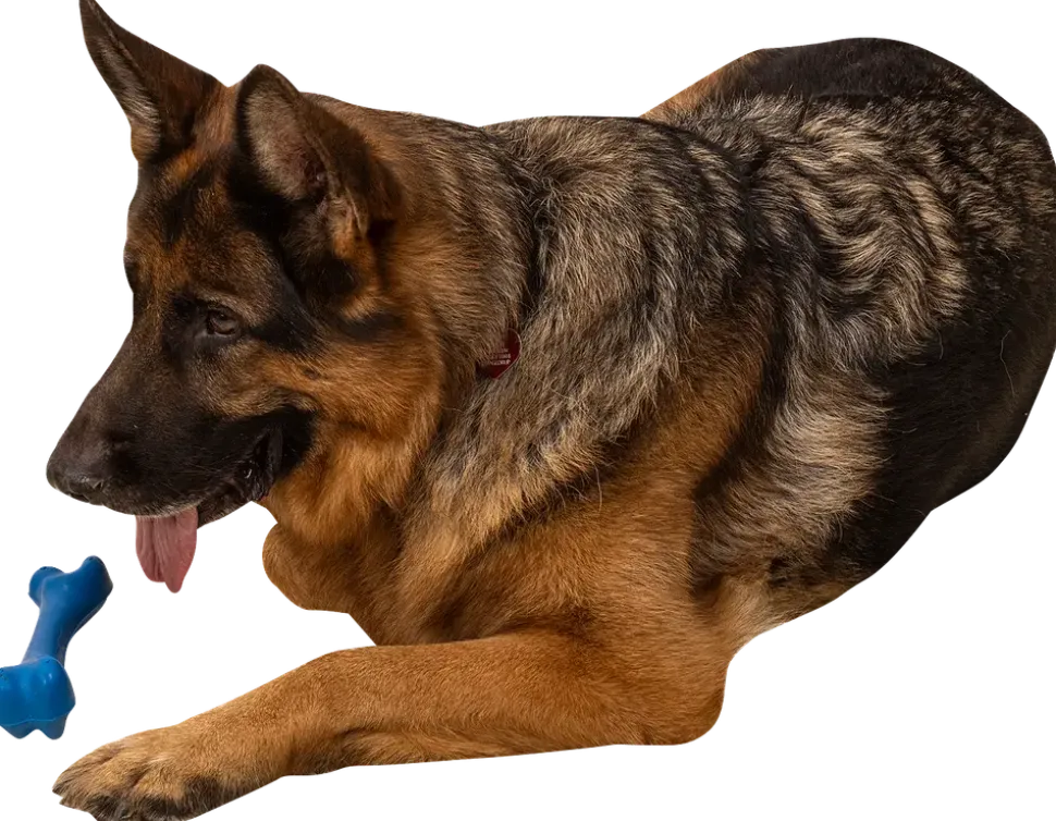 Chrisco gummiben för hund