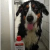 Chrisco lop-a loppshampo hund