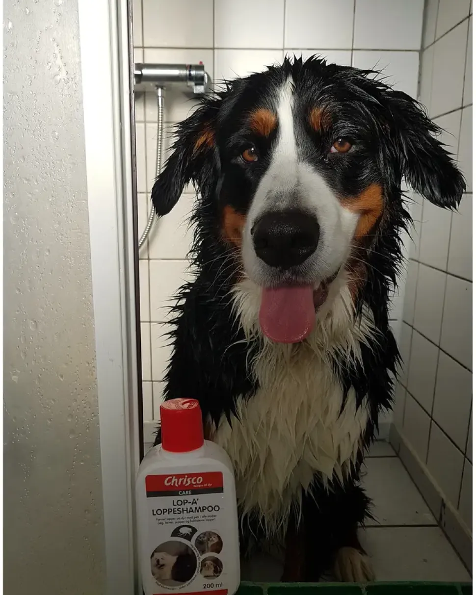 Chrisco lop-a loppshampo hund