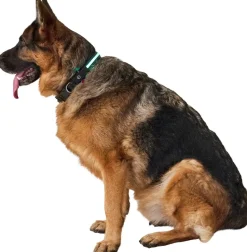 Hundhalsband led L