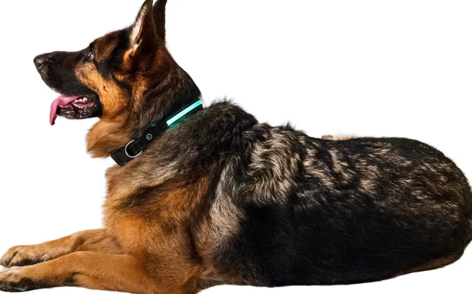 Hundhalsband led L