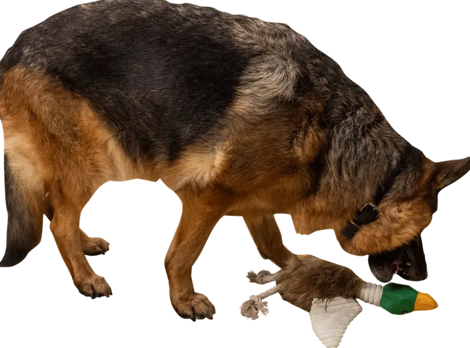 Hundleksak and 42 cm
