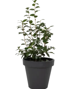 Kruka 50 cm antracit